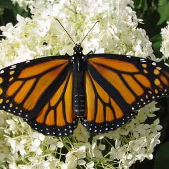 Monarch