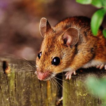 Mouse