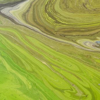 Virus and climate cyanobacteria