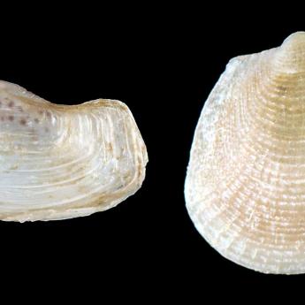 Clam shells