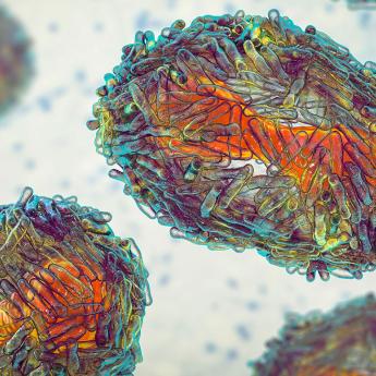 Monkeypox virus