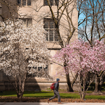 A student walks between two flowering trees