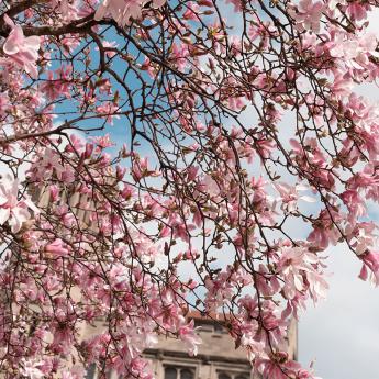 Flowering tree near Harper Quad