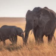 Elephants