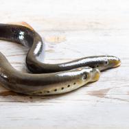 Lamprey