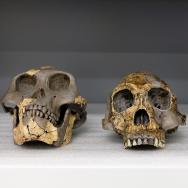 Fossil casts