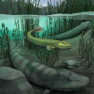 Tiktaalik illustration
