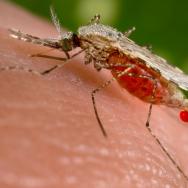 Mosquito biting skin